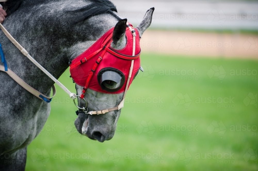 Image of Grey Race Horse wearing Blinkers Austockphoto