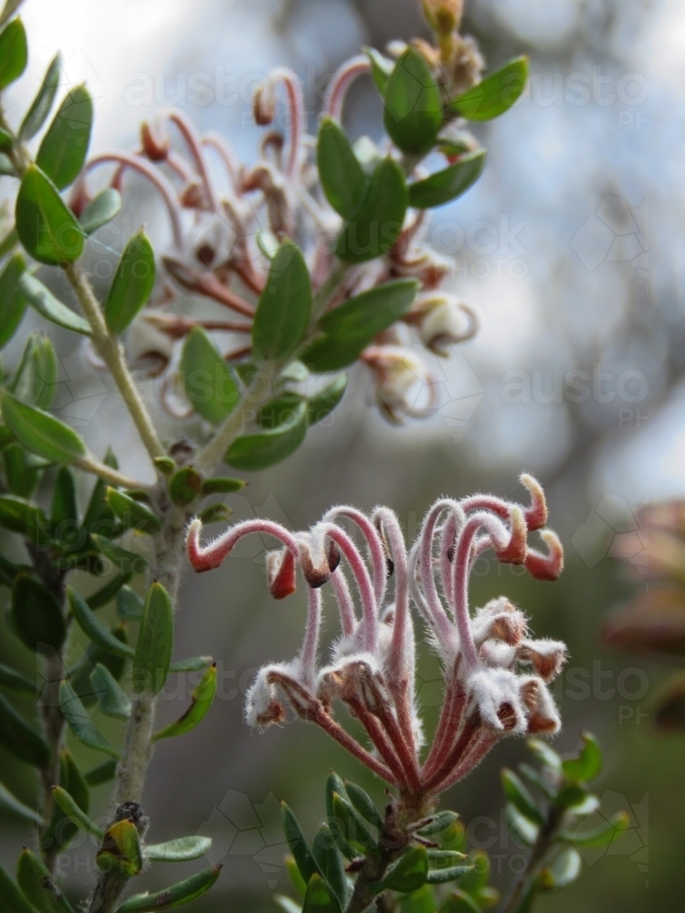 Grey spider grevillea flowers in the sun - Australian Stock Image