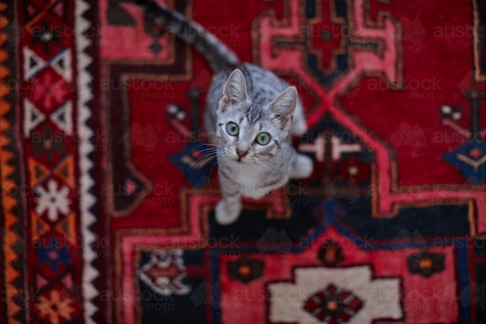 Grey tabby kitten sitting on rug with wide eyes looking up - Australian Stock Image