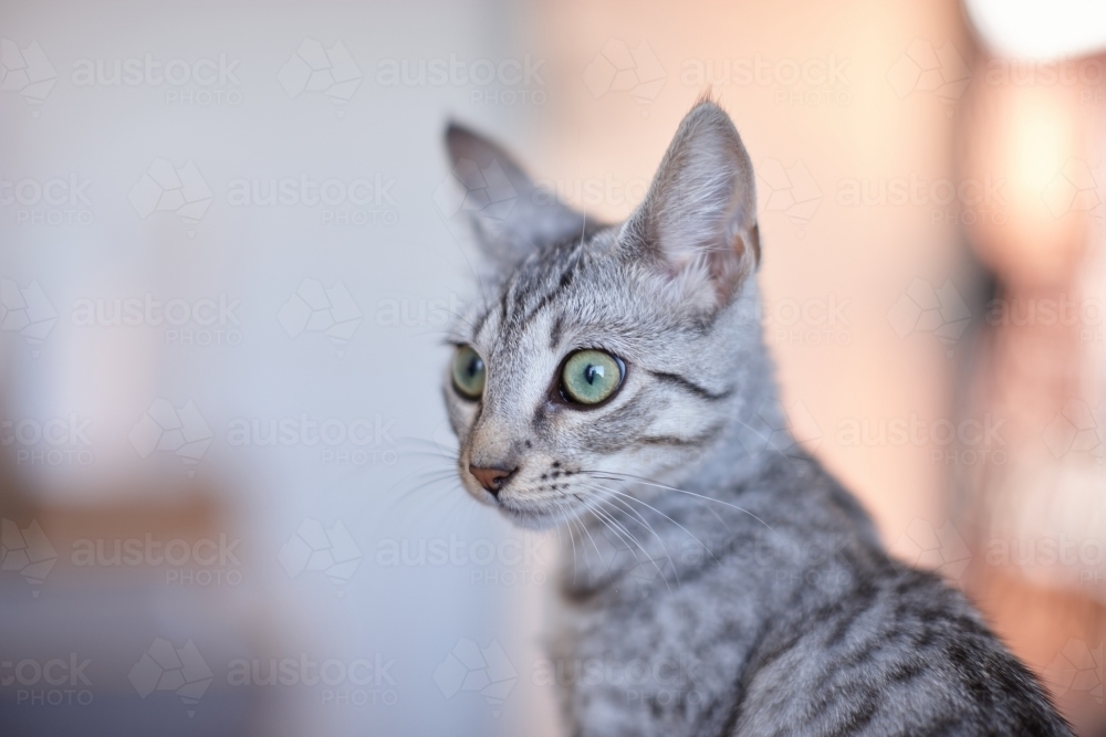 Grey tabby kitten with wide eyes - Australian Stock Image