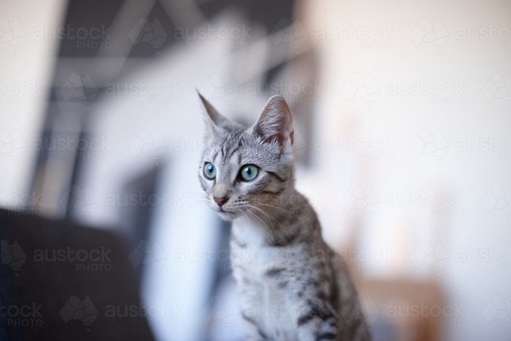 Grey tabby kitten with wide eyes - Australian Stock Image