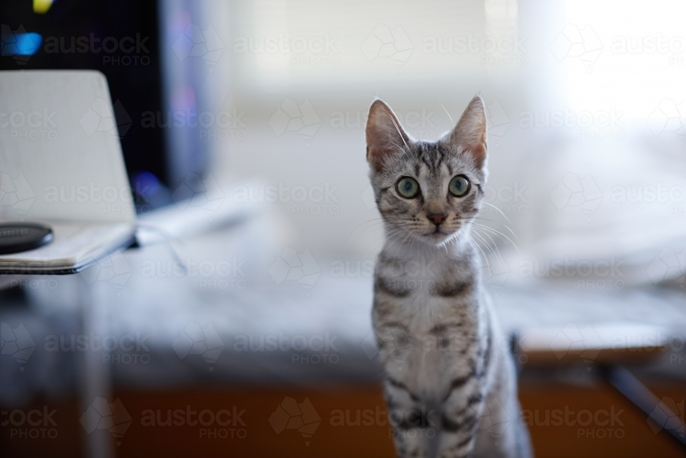 Grey tabby kitten with wide eyes - Australian Stock Image