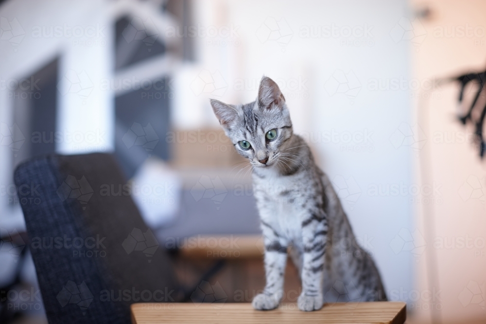 Grey tabby kitten with wide eyes - Australian Stock Image