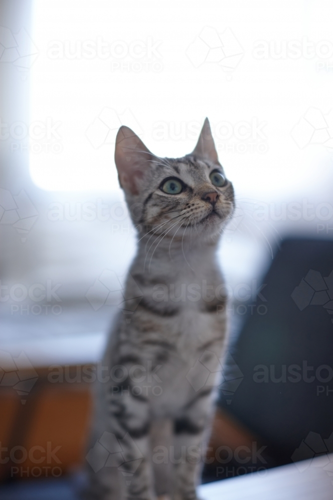 Grey tabby kitten with wide eyes - Australian Stock Image