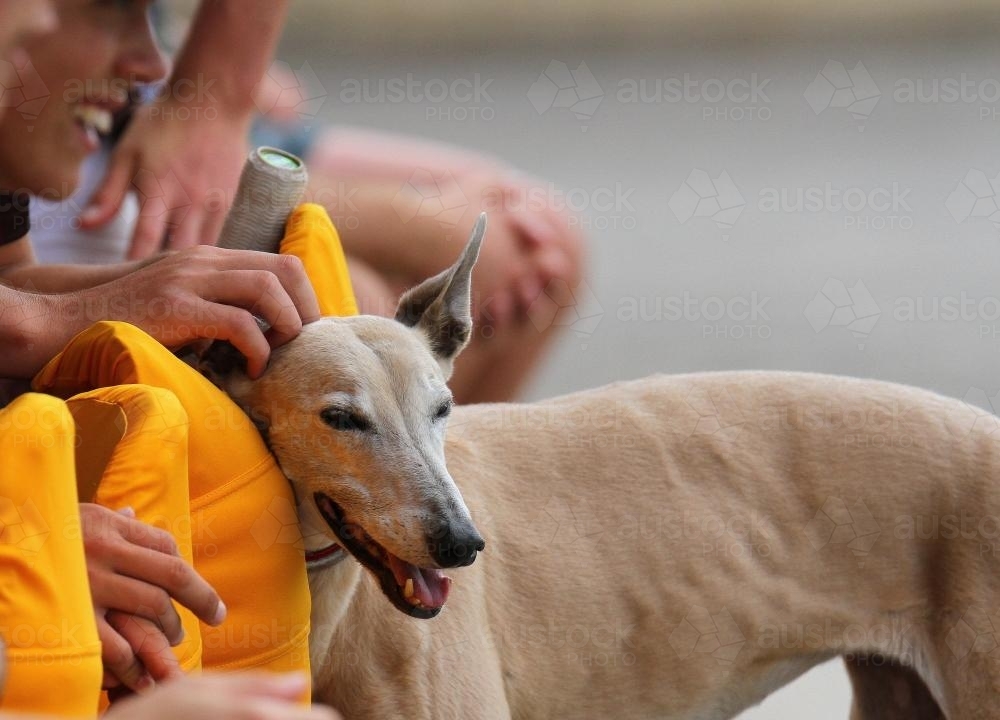 Greyhound at the cricket - Australian Stock Image