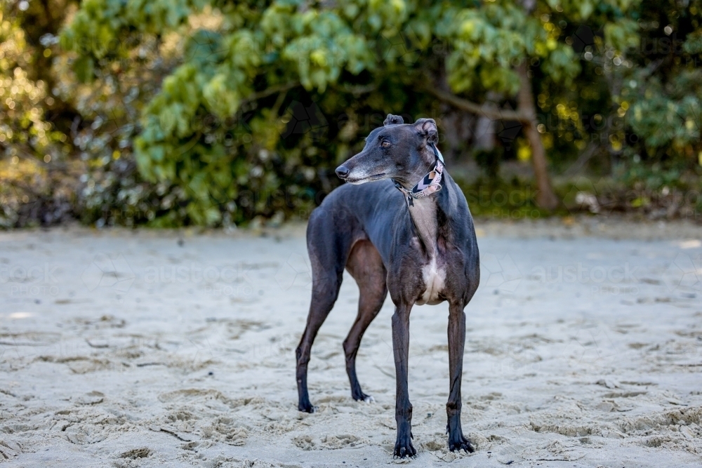 Greyhound breed dog on a relaxing walk along the sand at the beach - Australian Stock Image