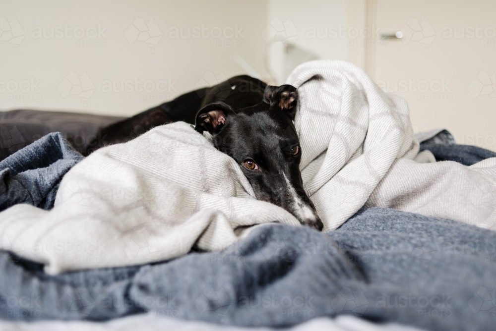 Greyhound dog snuggled in the blankets, napping on her parent's bed - Australian Stock Image