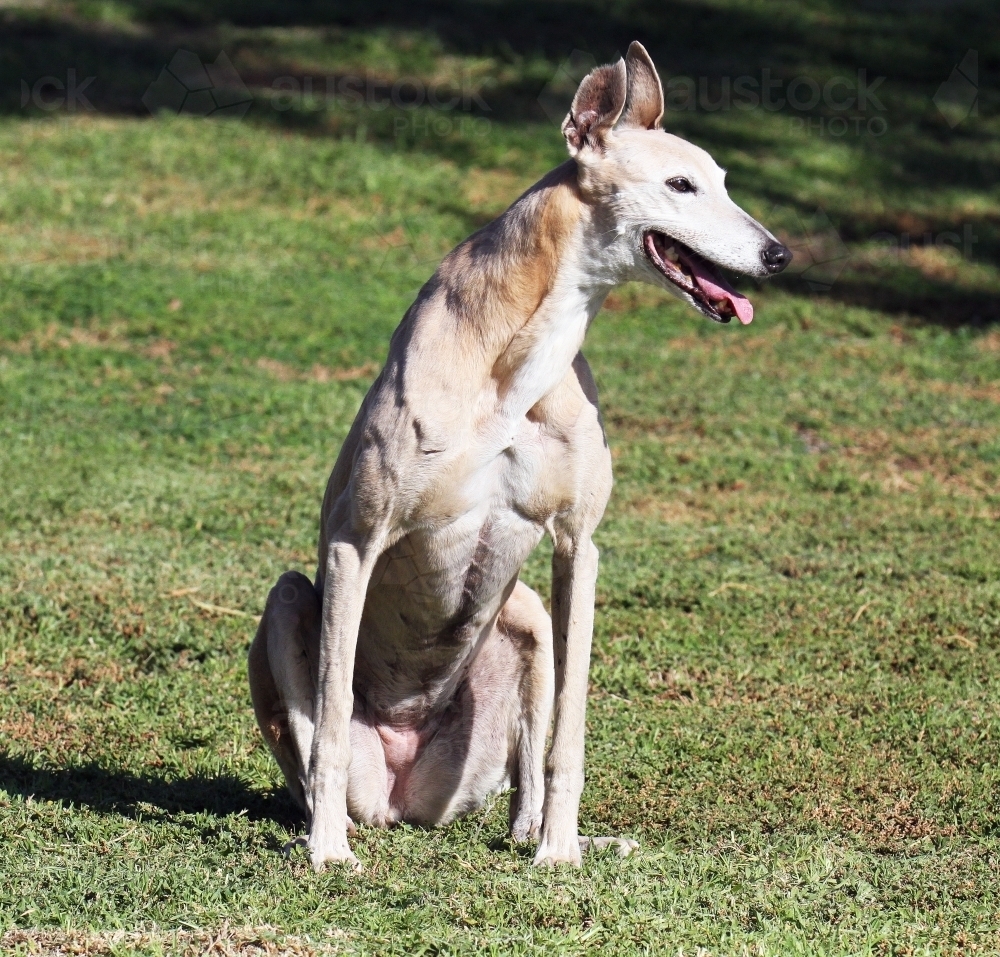 Greyhound sitting on the grass - Australian Stock Image