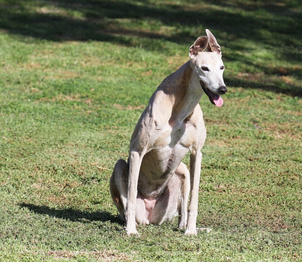 Greyhound sitting on the grass - Australian Stock Image