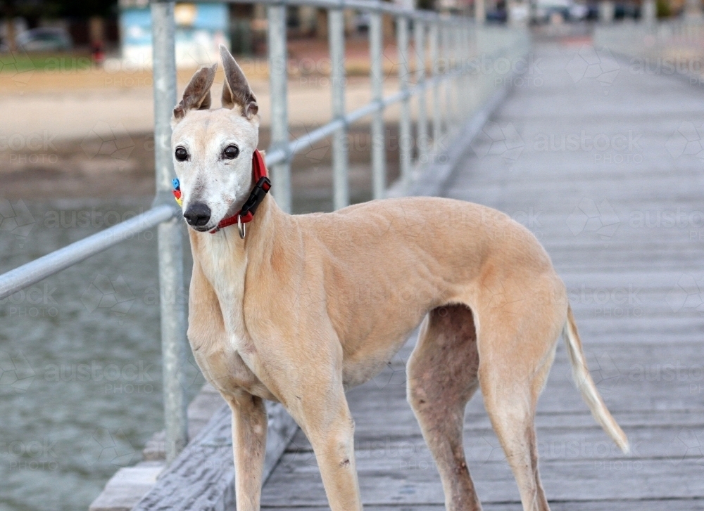 Greyhound standing on beachside wharf - Australian Stock Image