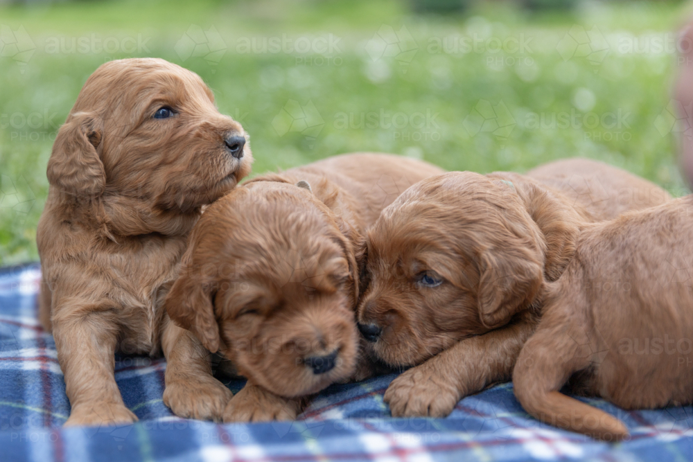 Groodle puppies on a blue checked blanket - Australian Stock Image