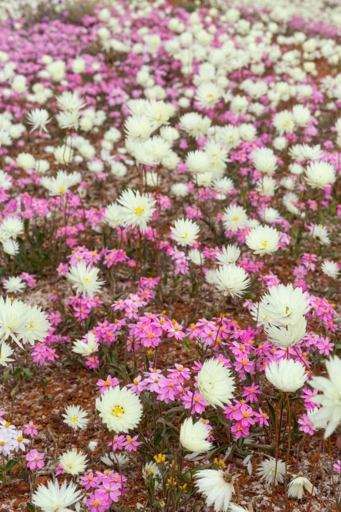 ground carpeted with pink and white everlasting wildflowers - Australian Stock Image