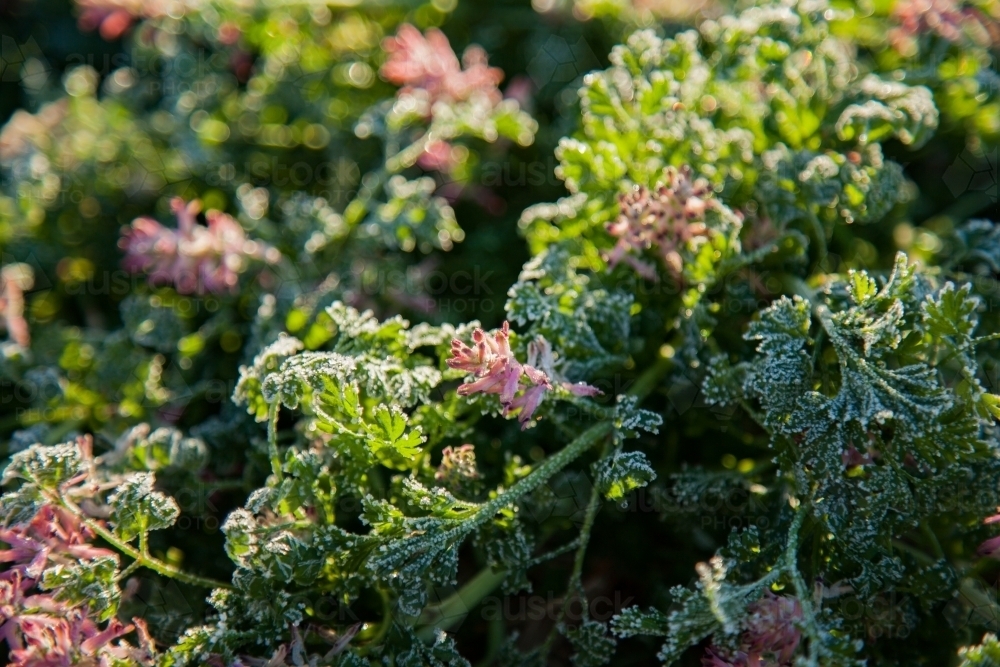Ground cover plant with flowers covered in frost and dew - Australian Stock Image