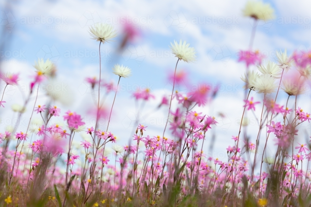 ground level shot of pink and white everlastings - Australian Stock Image