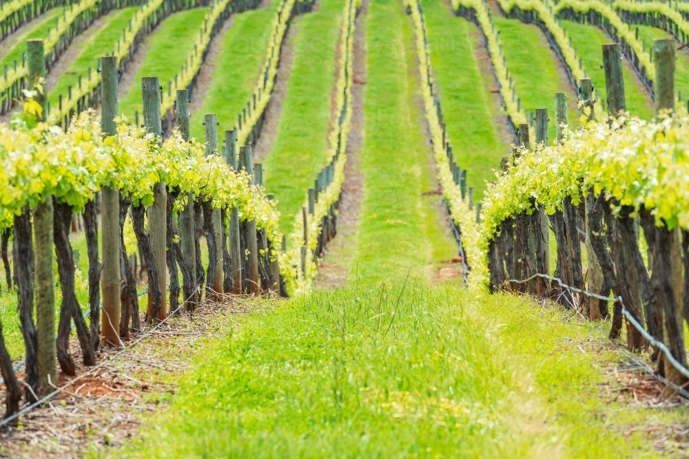 Ground level view between rows of grape vines running down through a small valley - Australian Stock Image