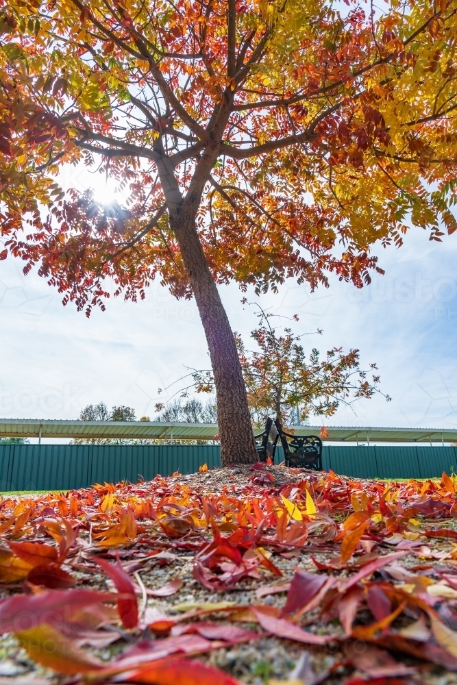 Ground level view of coloured autumn leaves at the base of a colourful tree - Australian Stock Image