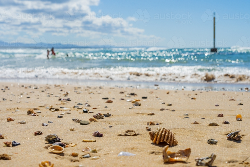 Ground level view of  scattered shells on a sandy beach - Australian Stock Image