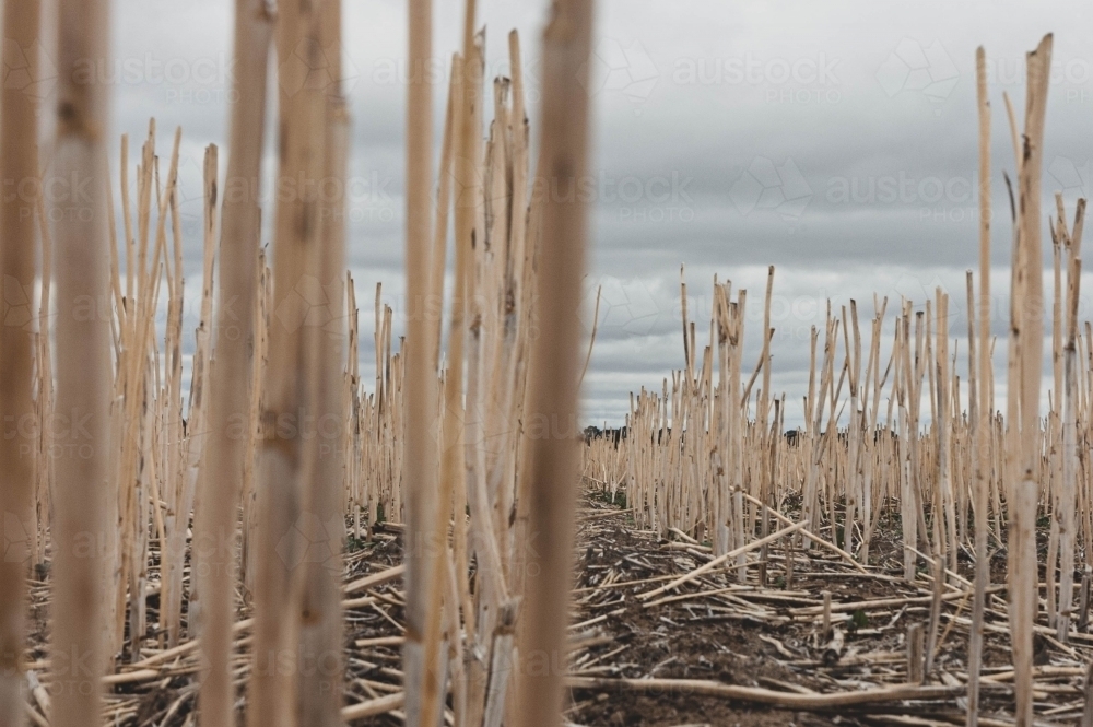 ground level view of wheat stalks - Australian Stock Image