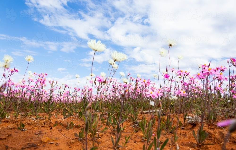 Ground level view of wildflowers with sky in background - Australian Stock Image