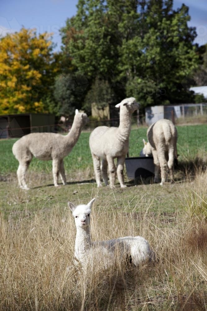 Group of alpacas on a rural property - Australian Stock Image