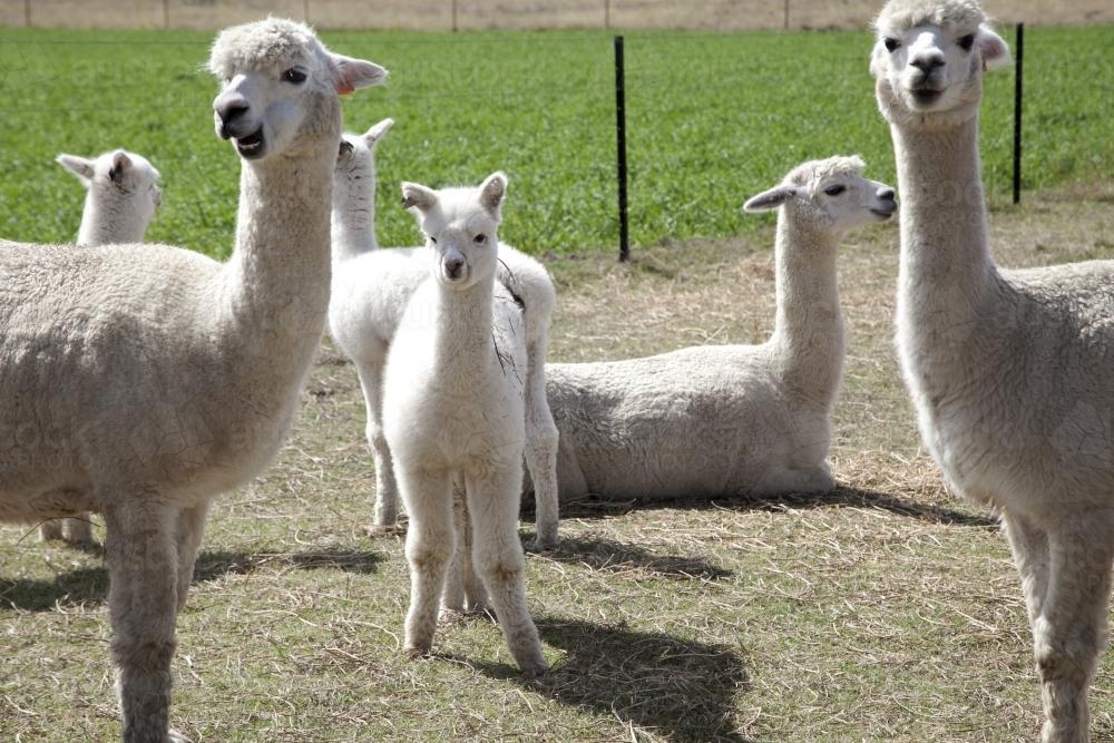 Group of alpacas on a rural property - Australian Stock Image