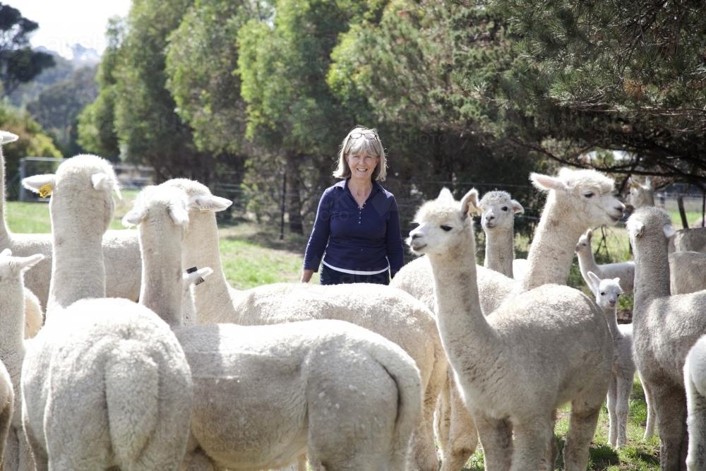 Group of alpacas on a rural property with female farmer - Australian Stock Image