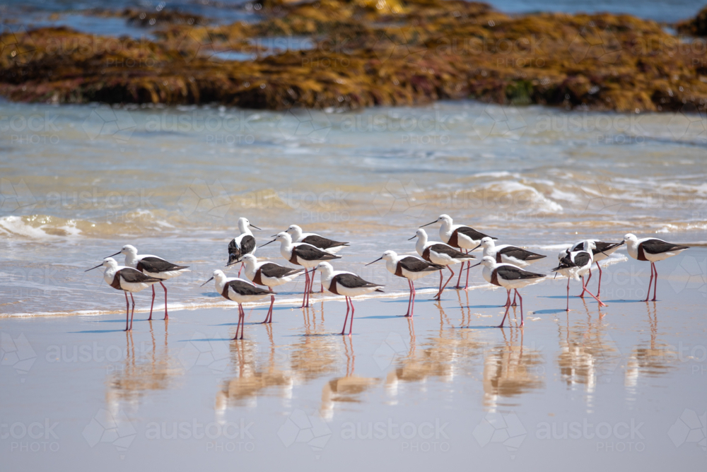 Group of Banded Stilts on the beach with reflections in the wet sand - Australian Stock Image