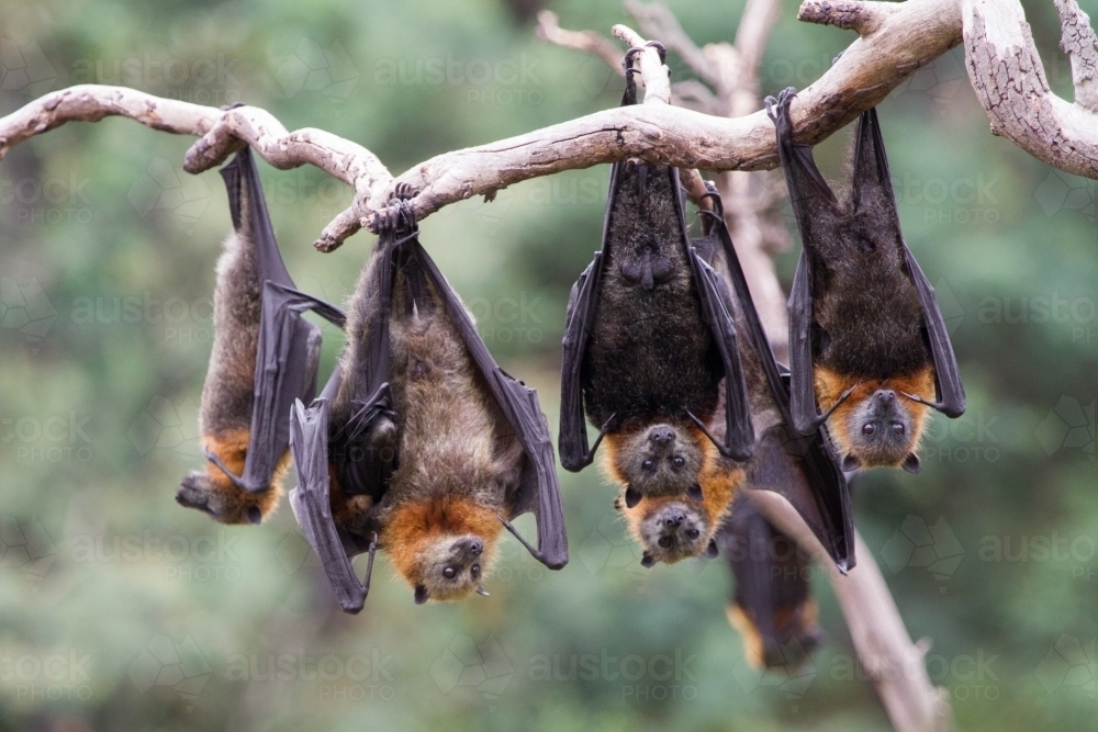 Group of Bats - Australian Stock Image