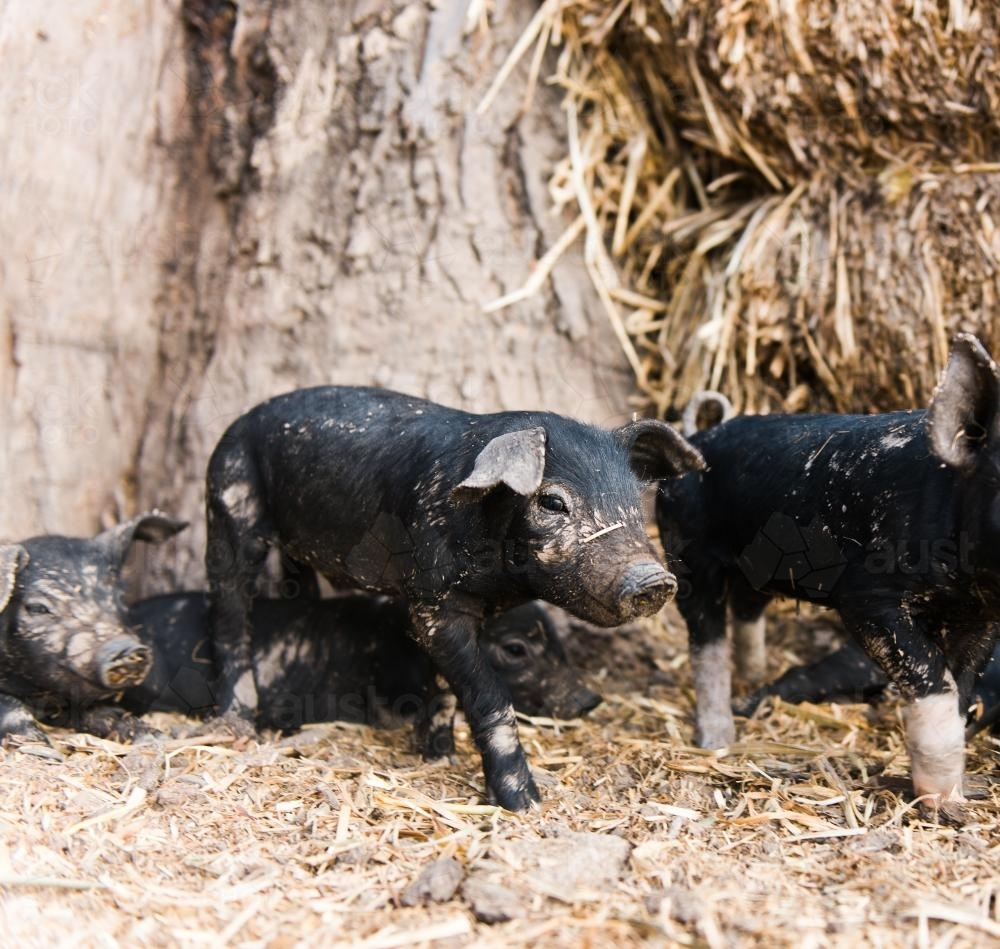 Group of Berkshire Piglets - Australian Stock Image