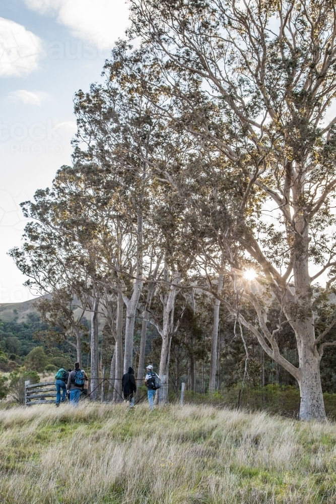 Group of bushwalkers hiking through a paddock at sunrise - Australian Stock Image