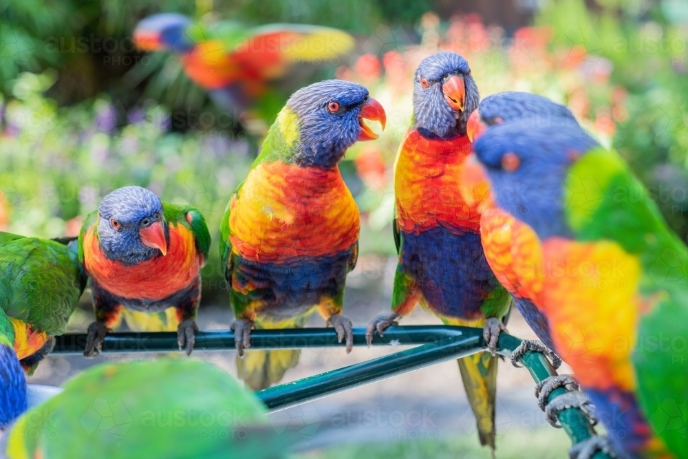 Group of colourful lorikeets chatting together - Australian Stock Image
