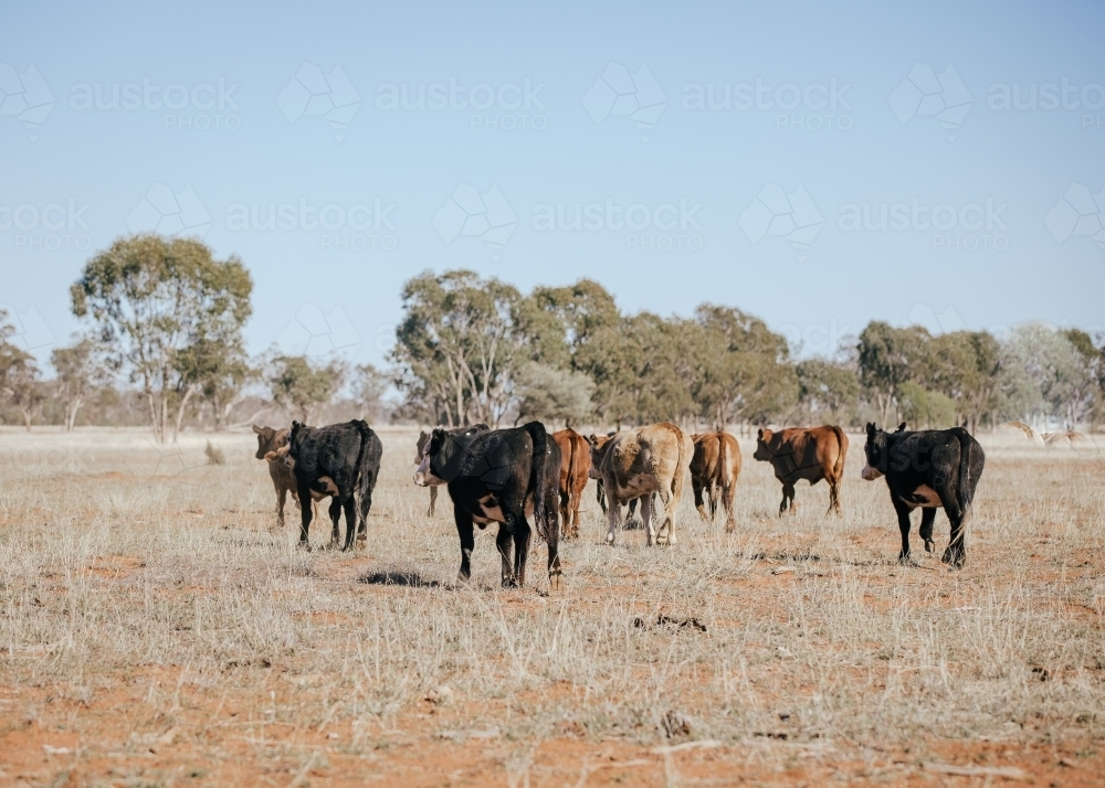 Group of cows in dirt paddock walking on dry land - Australian Stock Image