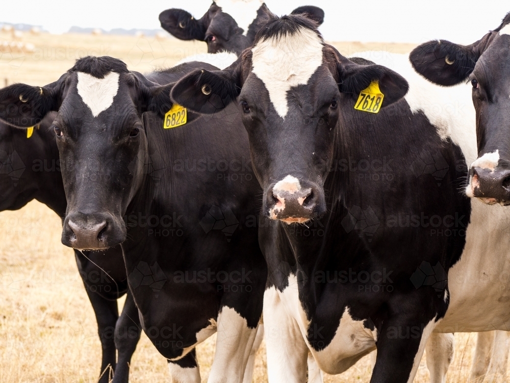 Group of dairy cows with one peeking over the top - Australian Stock Image