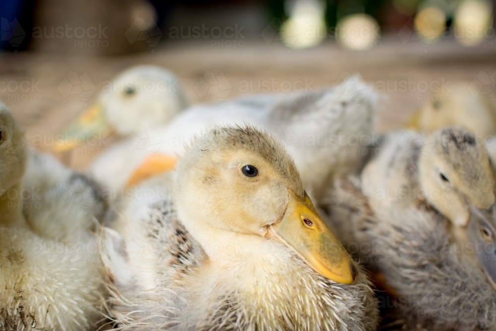 Group of ducklings huddled together - Australian Stock Image