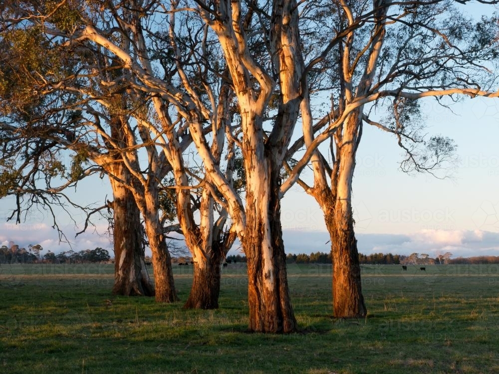 Group of gum trees lit up in the afternoon sun - Australian Stock Image