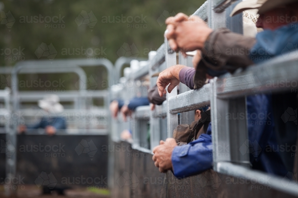 Group of hands resting on a cattle yard fence - Australian Stock Image