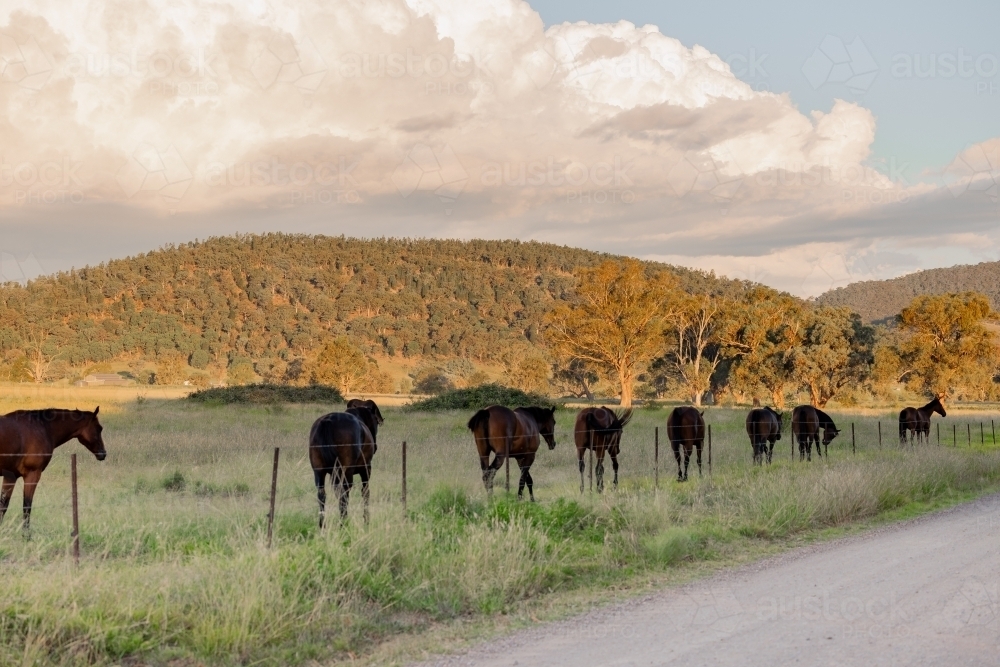 Group of horses walking together along fence line beside rural country road - Australian Stock Image