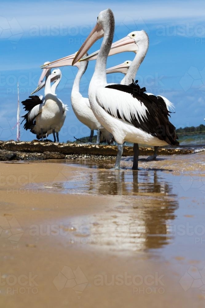 Group of hungry pelicans waiting at the boat ramp in Ballina, NSW - Australian Stock Image