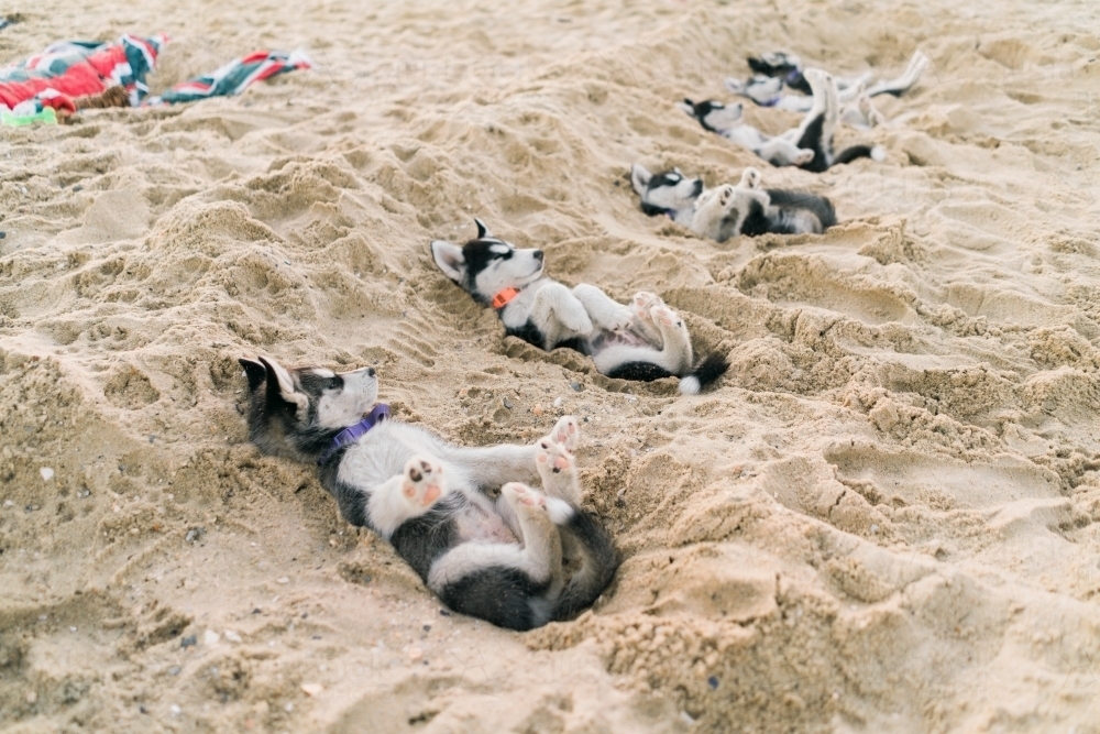 Group of Husky Pups Laying on their Backs in Sand - Australian Stock Image