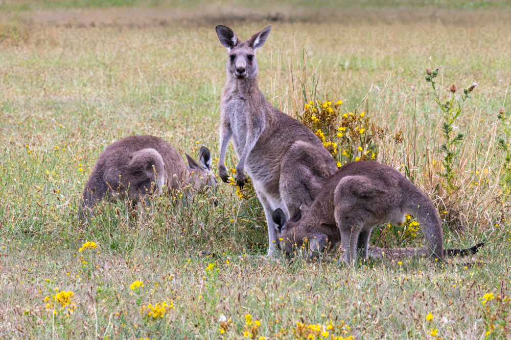 Group of kangaroos grazing in field amongst yellow flowers - Australian Stock Image