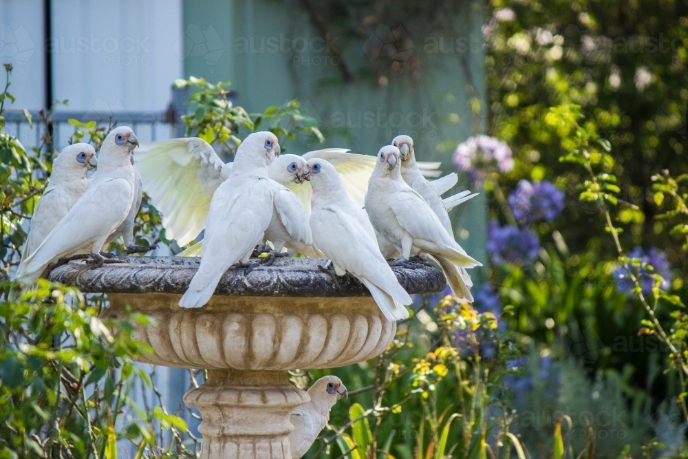 Group of Little Corellas drinking from fountain in garden - Australian Stock Image