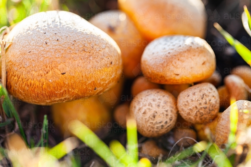 Group of orange toadstool fruiting bodies in a clump - Australian Stock Image