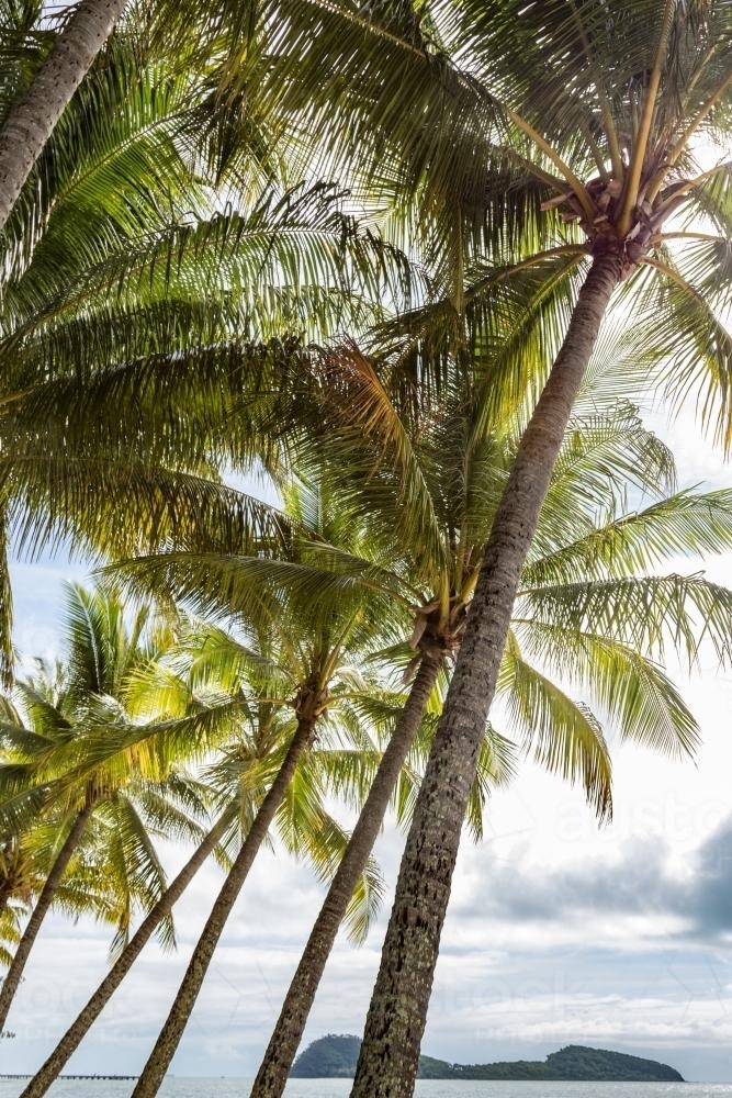 Group of palm trees with island background - Australian Stock Image