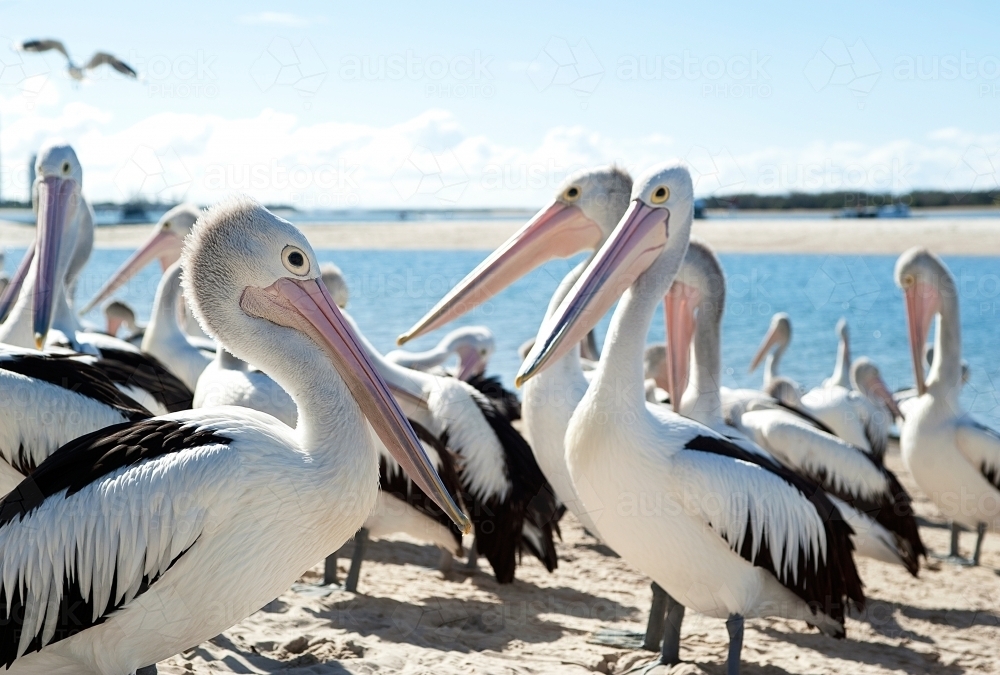 Group of pelicans standing around on the beach - Australian Stock Image