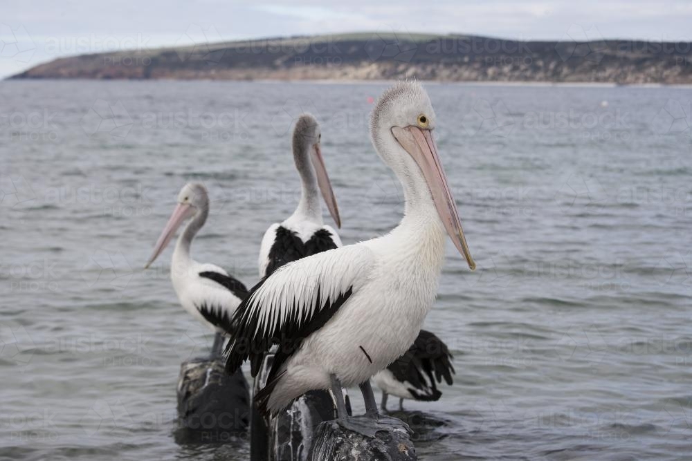 Group of pelicans standing on old tyres in the bay - Australian Stock Image