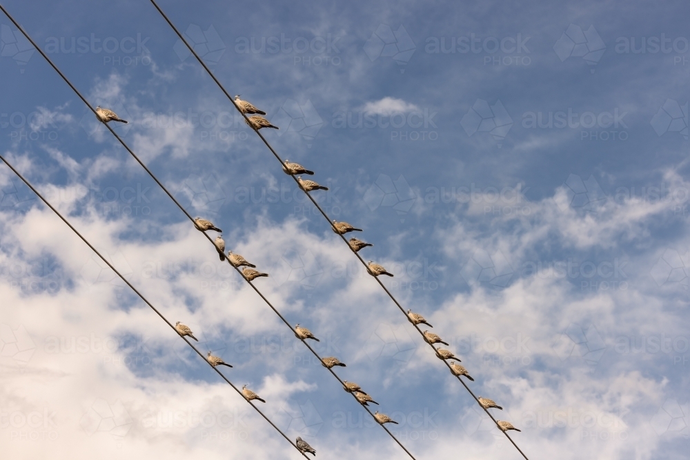 Group of pigeons sitting on power lines with cloudy sky background - Australian Stock Image