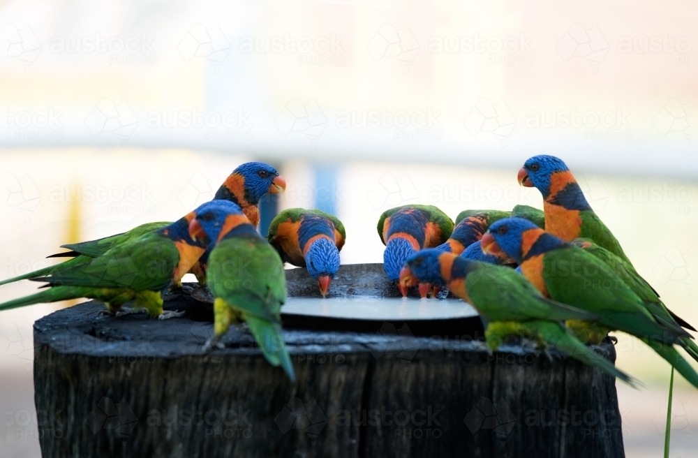 Group of rainbow lorikeets feeding from bowl on tree stump. - Australian Stock Image