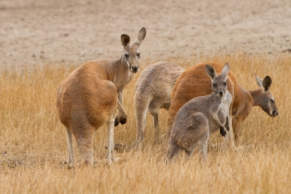 Group of Red Kangaroos - Australian Stock Image