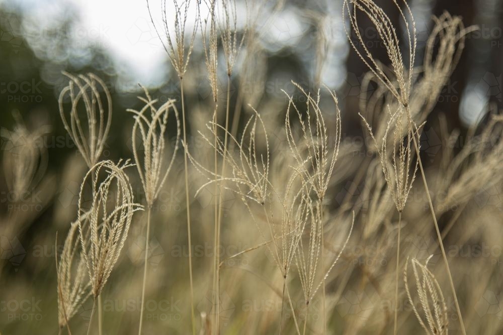 Group of rhodes grass seed heads - Australian Stock Image