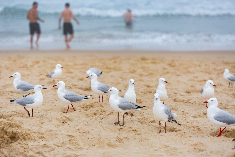 group of seagulls standing on sandy beach - Australian Stock Image